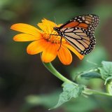 We delight in the beauty of the Butterfly, but rarely admit the changes it has gone through to achieve that beauty.  #oriele #LISAXCELINE #Succession #PeachInu #WRXNCO #LEEDOHYUN #Quotidien #WritingCommunity #nature #photography #YemiCregx #الهلال_ال
