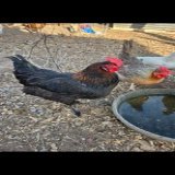 Chickens been wondering this but do you think my flock will be canceled for not going Woke? I hear them whispering amongst themselves! French Black Copper Marans and a Olive Egger at the watering hole here talking it out.