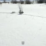 In 1995, U.S. and Canadian wildlife officials released 14 wolves in Yellowstone National Park. No one expected the miracle that the wolves would bring. Video by Nat Geo Wild / Appreciate.