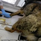 V Jakutskukuchařka nemocnice usly&scaron;ela venku na skl&aacute;dce kv&iacute;len&iacute;.&Scaron;la se pod&iacute;vat a na&scaron;la zamrzl&eacute;ho psa.Teplota -54 stupňů.Sama ho nemohla osvobodit,při&scaron;li chlapi a pomohli j&iacute;.Dopadlo 
