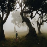 Fanal - Ein Ort, wo du auf Nebel hoffst. Ein mystischer und faszinierender Ort zugleich.  #madeira