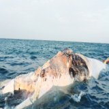 -This huge creature washed ashore recently on our Red Sea coast... #SDGs #Africa