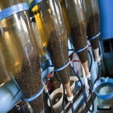 Якутия намерена нарастить мощности по воспроизводству рыбы.