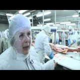 Les routes secr&egrave;tes du cochon