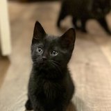 He gets cuter by the minute. #Nick #Kittens #CatsOfTwitter #MondayMotivation