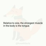 Relative to size, the strongest muscle in the body is the tongue.   #fact #BBB23 #TeamFred