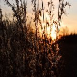 6am We awake from the valley of #sleep  Dark skies give way to dazzling light Birdsong drifts in Outside the world yawns Dew-drops rest on grass blades Two hot mugs of tea in our hands The steam rises You lean in and smile Rest your head on my should