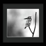 Pied kingfisher!    #wildvisiondotcom #puttaswamyravishankar #perfectgift #ಪುರಶಂ #fstopdotcom #bangaloredotcom #nature #naturephotography #BuyIntoArt #BuyArtNotCandy #AYearForArt #Art #cosmictouchdotcom #visualrhythmcampus #ValentinesDay