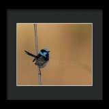 Male Superb fairywren!    #wildvisiondotcom #puttaswamyravishankar #perfectgift #ಪುರಶಂ #fstopdotcom #bangaloredotcom #nature #naturephotography #BuyIntoArt #BuyArtNotCandy #AYearForArt #Art #cosmictouchdotcom #visualrhythmcampus #ValentinesDay