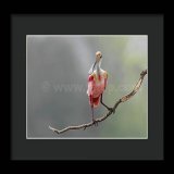 Portrait of Roseate spoonbill!    #wildvisiondotcom #puttaswamyravishankar #perfectgift #ಪುರಶಂ #fstopdotcom #bangaloredotcom #nature #naturephotography #BuyIntoArt #BuyArtNotCandy #AYearForArt #Art #cosmictouchdotcom #visualrhythmcampus #ValentinesDa