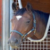 凱旋門賞。日本馬は残念な結果に終わりました。 オルフェーヴルのような、日本&amp;欧州の馬場をこなせるタイプは稀有ですが、とにかく適性の高い一流馬を輩出し、その脚･この手で悲願を叶えたいものです。 写真は繁殖牝馬のワンダーオブリップス。近親に凱旋門賞馬ヴァルトガイシュトという血統です。