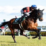 京王杯スプリングカップ(G2)にヴィクティファルスが出走します。 今回は去勢明けで4ヵ月ぶりのレースですが、動きには柔らかみが出てくるなど、調教での感触は良好。さらにはブリンカー着用･距離短縮もあと押しに、復活を遂げてくれたらと期待しています。
