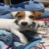Meu filho bichol&oacute;gico \ud83d\udc36 SKY &hearts;️.......#Puppy #JackRussell #JackRussellTerrier #JackRussellTerrorist #Filhote #MaeBichologica #Love #Amor #Chien #Dog #Amour #JackRussellLovers #JackRussellSofInstagram