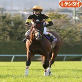 きのうの一枚、アスクビクターモアを。 ＧⅠ馬らしい誇らしげな顔を見せてくれました。 #アスクビクターモア #田辺裕信 #菊花賞