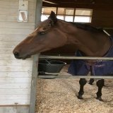 鞍上はＣ・ルメール騎手！ 岩田康誠騎手が秋天で騎乗停止の制裁を受け、白紙となっていた。 けさの様子を。 ※厩舎のご厚意で #イズジョーノキセ #Ｃ・ルメール #エリザベス女王杯