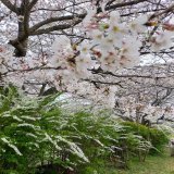ムツゴロウさん死去  彼は「生きる」ことの 哲学を持っていた。  この世界は、 人間が中心だなんて、 なんておこがましいんだ！と再認識した。  地球は万物の生き物のものだ！  #改憲反対 #軍備増強反対 桜とユキヤナギ
