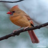 A Northern Cardinal in a cedar tree on a cold rainy afternoon in Waxhaw, NC. #TwitterNatureCommunity #NaturePhotography #naturelovers #birding #birdphotography #wildlifephotography #NorthernCardinal