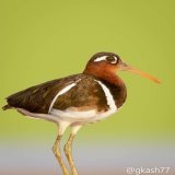 As my bird photography thirst mostly catered by Gurgaon so today on #haryanaday one lovely lady with beautiful eye   #Birdsatgurgaon  #IndiAves #IOTD #ThePhotoHour #NaturePhotography #birdphotography  #BBCWildlifePOTD @coolfunnytshirt  @ParveenKaswan