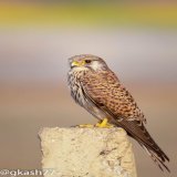 Someone patiently awaiting its moment in the golden sunlight. Nature's silent strategist, poised for opportunity.   #Birdsatgurgaon  #IndiAves @coolfunnytshirt @Canon_India