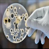 Yesterday the CDC said a deadly fungus, Candida Auris, spread at an &ldquo;alarming rate&rdquo; during the pandemic. The fungus preys on older people with weak immune systems, resists treatment by antifungal medications. Those in nursing homes and ho