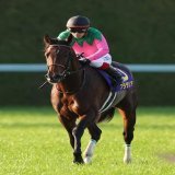【#次回狙おう】 内でごちゃついたプラダリアは精神的にきつい競馬、流れ向かず伸び欠くが力負けではない／菊花賞  #jra #keiba #競馬 #プラダリア