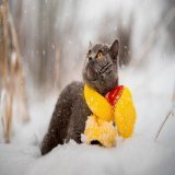 Праздник 4 февраля: почему этот день особенный, у кого день ангела #праздники #история #традиции