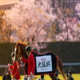 黄金に輝いた桜 #大阪杯 #ジャックドール