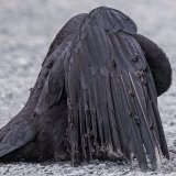 This crow has allowed itself to be covered in ants   Birds engage in a fascinating behavior called anting, where they rub insects, especially ants, on their feathers and skin. This can be done actively by picking up insects and applying them to their