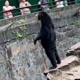 A zoo in china says its bears are real and not humans in disguise