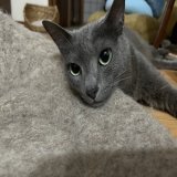 ミエル姉はアゴ乗せがヘタなのよねぇ こうやればイイのよ 潰れないし何より可愛いし #猫のいる暮らし  #保護猫  #ロシアンブルー  #アゴ乗せ選手権