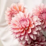 おはようございます  今日の花は、ダリア  花言葉は  「気まぐれ」  たまに湧くやる気は、 やる気じゃなくて、気まぐれ  素敵な一日をお過ごしください 今日もよろしくお願いいたします  #たけうちーむ #おは戦40923sk  #朝活  #愛のいいね  #秋分の日