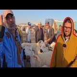 اليوم من سوق اربعاء الفقيه بن صالح مع ثمن المواشي بتاريخ (30 يوليوز 2025)