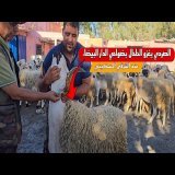 خيرات الأغنام تغزو منطقة الحلحال بضواحي الدار البيضاء، جميع الأحجام و لجميع المناسبات عند المسكيني