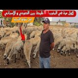 حصريا و لأول مرة في المغرب اجي تشوف خليط بين سلالة الإسباني و الصردي المغربي