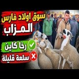 ثمن حولي العيد من سوق تلاث أولاد فارس بتاريخ 12/05//2026