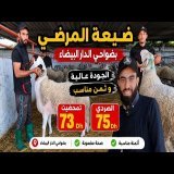 حولي العيد يغزو ضواحي الدار البيضاء بالضبط في ضيعة المرضي الصردي و البرگي و كل الأحجام مع ثمن الكيلو