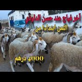 آخر فياج ديال حولي العيد عند حسن الداودي بثمن كيبدا من 4000 درهم