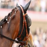 メイケイエール。 初の府中登場。 ホライゾネット越しに何かを見つめる。 たてがみは三つ編みにしてもらっていましたよ。 22年京王杯スプリングカップ