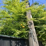 毎日めっちゃたのしい飯もうまい5月最高
