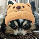 今更だすが今日はカレーライスの日だす  カレーライスの日我が家はおでんだす なんでやねんだす #カレーの日 #カレーライスの日