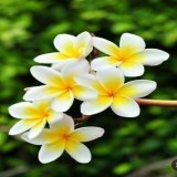 إشراقة الصّباح رائعة، لكنّ الأروع هو إشراقة الحب  فى القلب والرّوح، بالحب تحلو الحياة. #صباح_الخير_والسعاده_للجميع