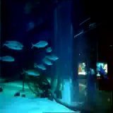 Reminds me of this old commercial #radissonblu #berlin #aquarium