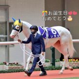 ソダシちゃん5歳 お誕生日おめでとう ブチコちゃんありがとう  ソダシ生誕祭〜\u2465 マイルCS回顧録頑張りました\u2661  生誕祭Tweetにお付き合いいただきありがとうございました(^^) これからもみなさんと共に精一杯応援していきます!! #ソダシ　#今浪さん #ソダシ生誕祭