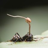 Sometimes, nature delivers something truly nightmarish. Take 'zombie fungus', for instance. Once an ant has been sprinkled with its spores, the parasitic fungus 'Ophiocordyceps unilateralis' penetrates the cuticle and begins to infect the ant&rsquo;s