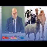 البواري يبرز فعالية المبادرات الملكية الرامية للحفاظ على الثروة الحيوانية خلال سنوات الجفاف