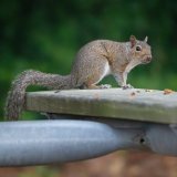 Squirrel   #squirrel #cuteanimal #nature #NaturePhotography #naturelover #naturelovers #NatureBeauty #nature_photo #natureisamazing #natureshot #natureshots #NatureIsBeautiful #NatureAmazing #nature_perfection #natureisbeautiful #naturephotograph #na