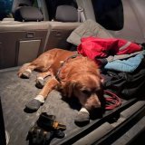 Search and rescue dog Killian saved the lives of 17 people in ! Killian is a 6 year old golden retriever, certified rescue dog trained at the  Emergency Agency MSB. Killian is a member of the  search and rescue team who came to  after devastating ear