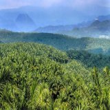Pemerintah Perkuat Sistem Digital di Sektor Sawit, Cegah Kebocoran Kerugian Negara  #beritasawit #Sawit #palmoil #infosawitcom #infosawit #SawitRakyat #sobatani #SahabatKebun #indonesia #sustainablepalmoil #AuditSawit #KemenMarvest #timmarvest #digit