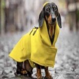 Всем славным людям добрых снов   Самый маленький и самый старенький пёс-спасатель прилетел в составе МЧС Венгрии, ему 13 лет.   Он проникал в самые труднодоступные места, когда находил живых людей, и уже звал лаем за собой спасателей.  #землетрясение