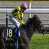 Stars on Earth with jockey Christophe Lemaire won Yushun Himba (Japanese Oaks). #スターズオンアース  #ルメール騎手  #オークス
